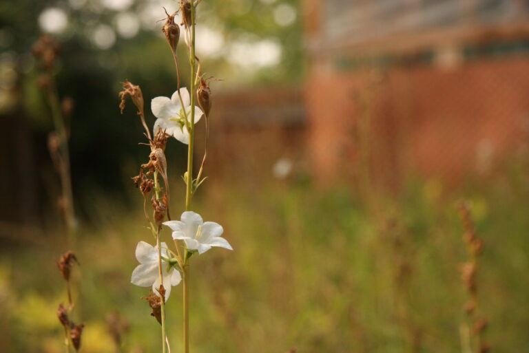 Up close photo of a white flower